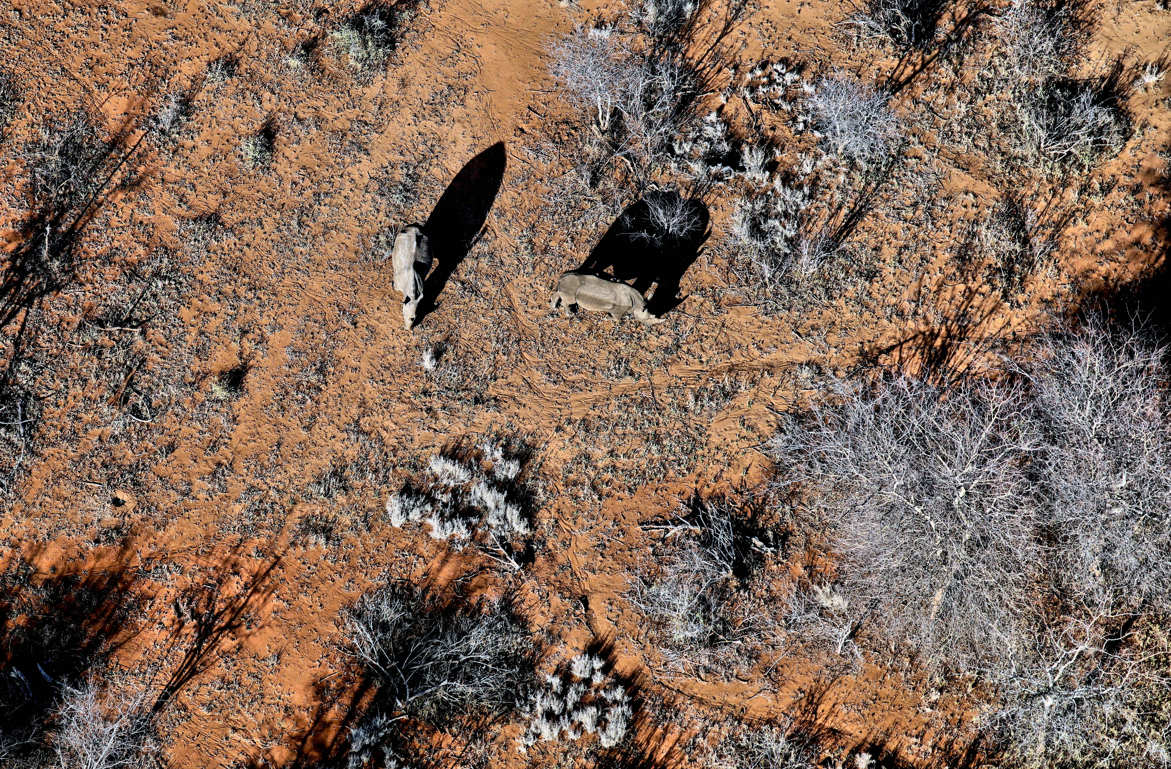 aerial photography of animals near tree at daytime